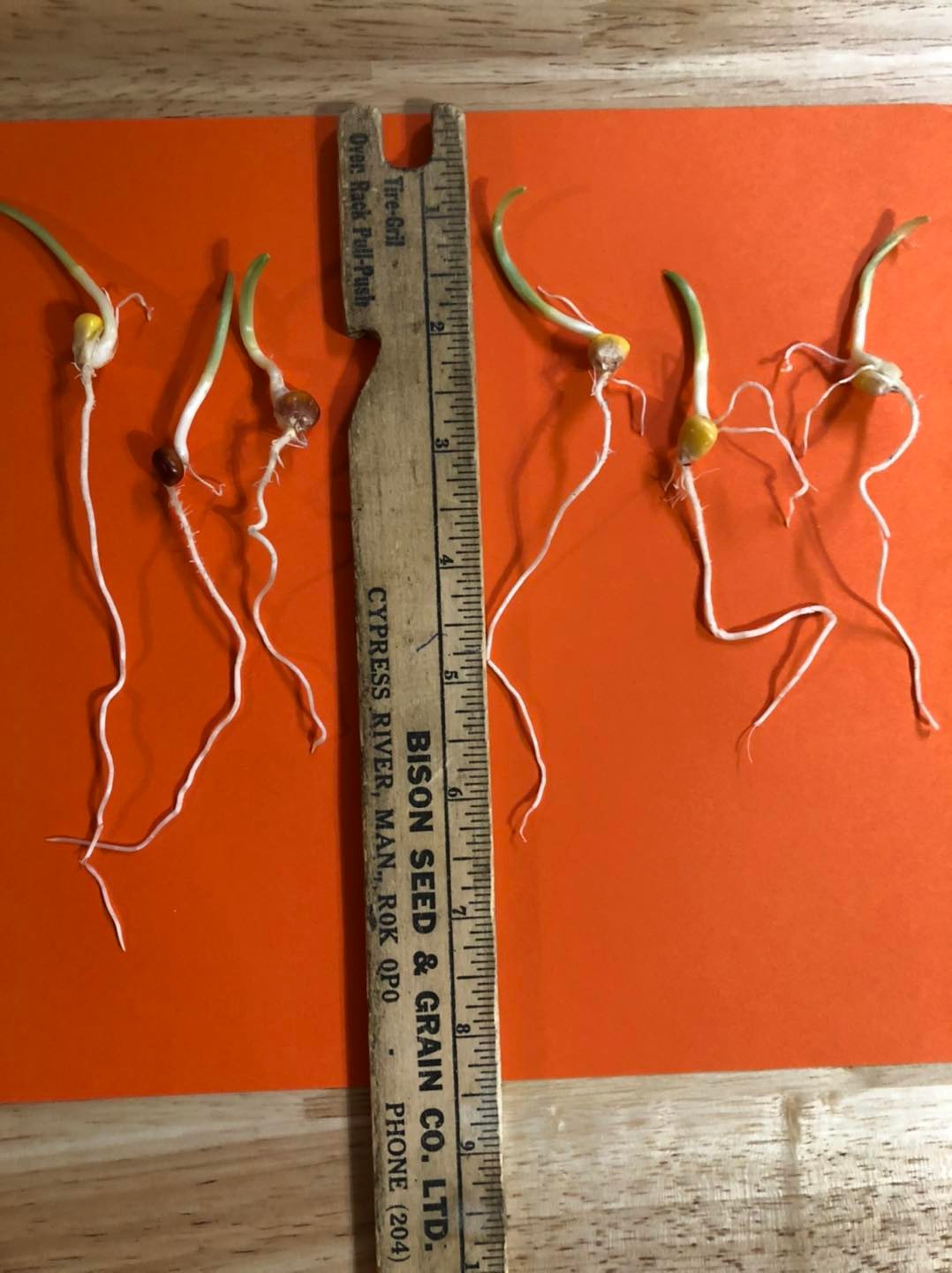 Corn Seed Germination Tests for 2022 Season Catt Corn