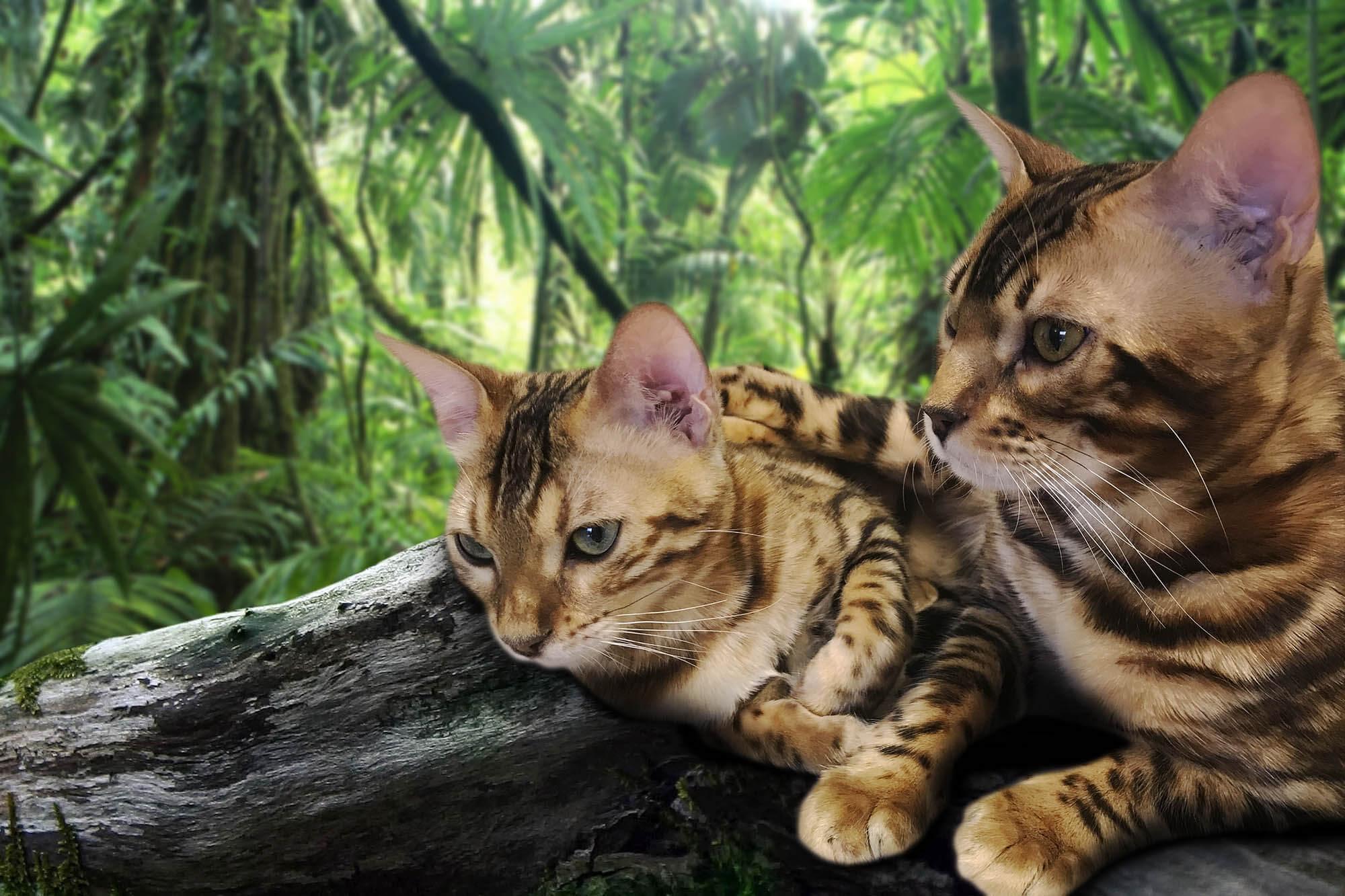 Bengal Cattery Jungle Kitten. Top quality Bengal cats.