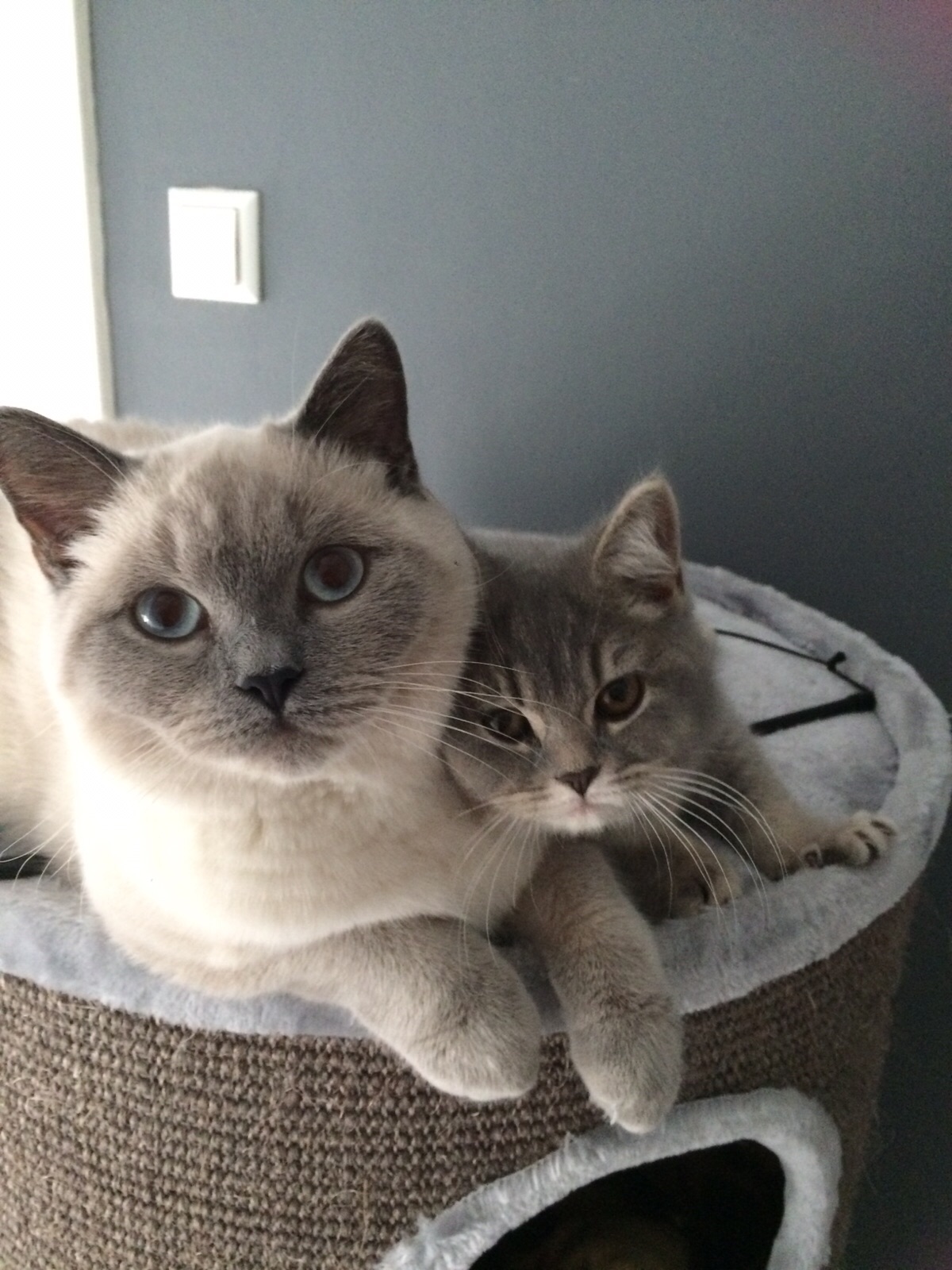Over Cattery J’adorable Cattery J'adorable