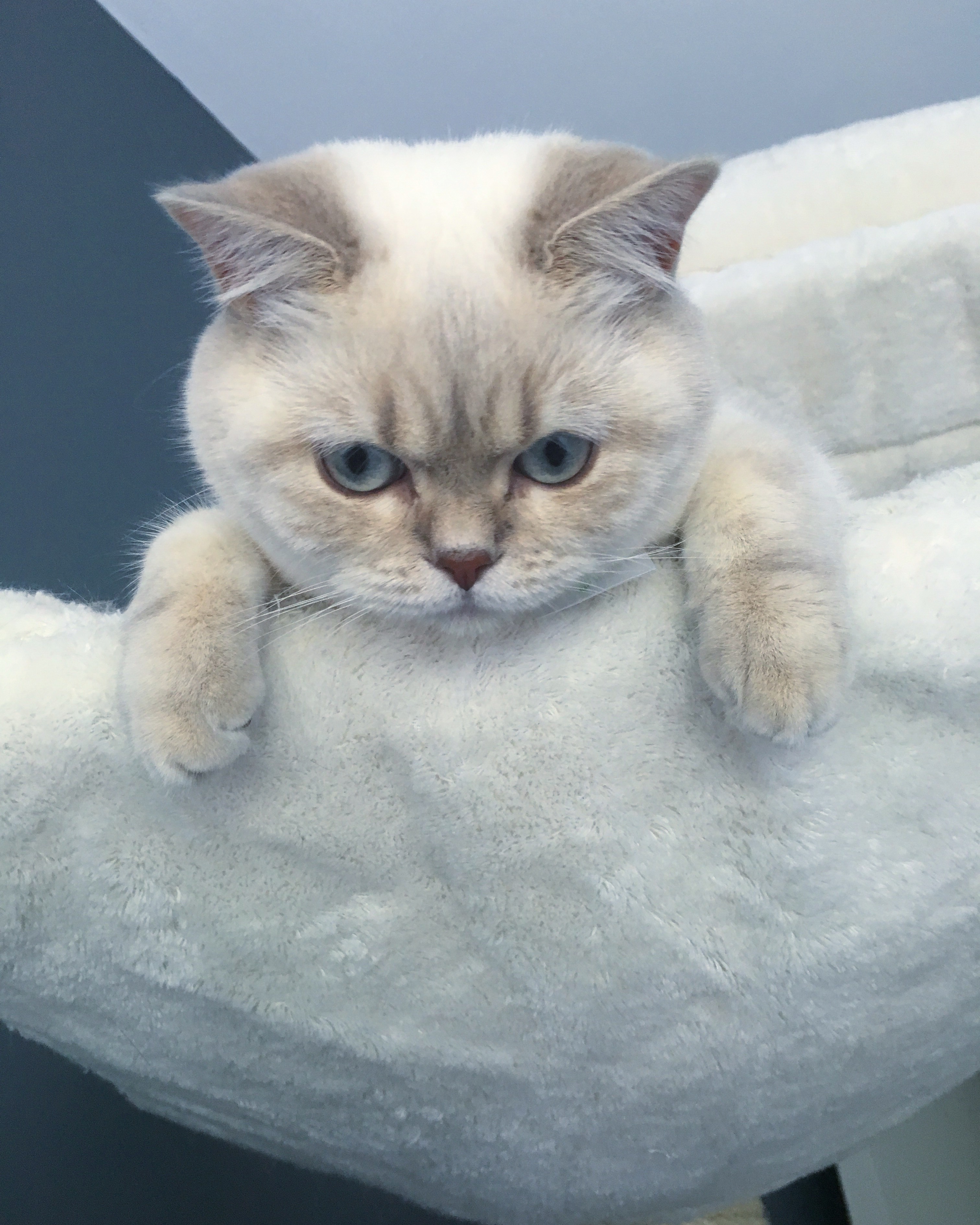 Over Cattery J’adorable Cattery J'adorable