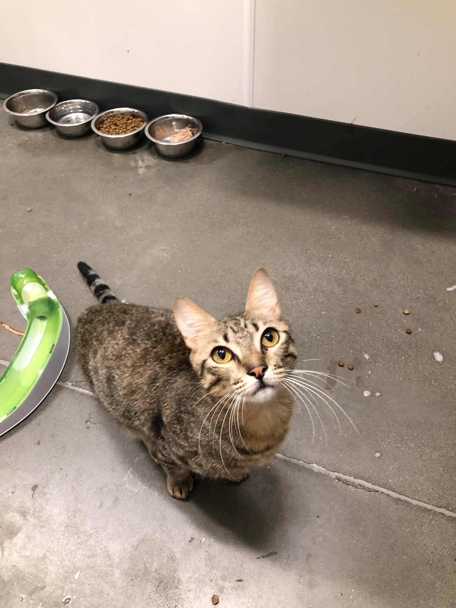 Available Cats Cat Therapy & Rescue Society