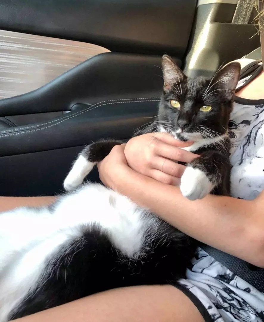 Why Do Cats Hate Car Rides?
