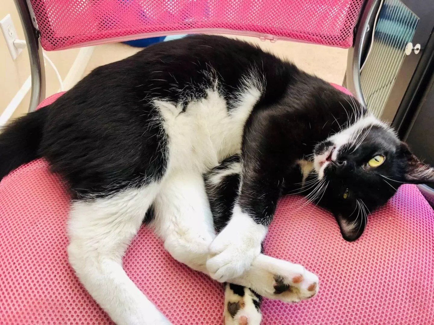 Why Do Cats Love Sitting On Laptops And Keyboards?