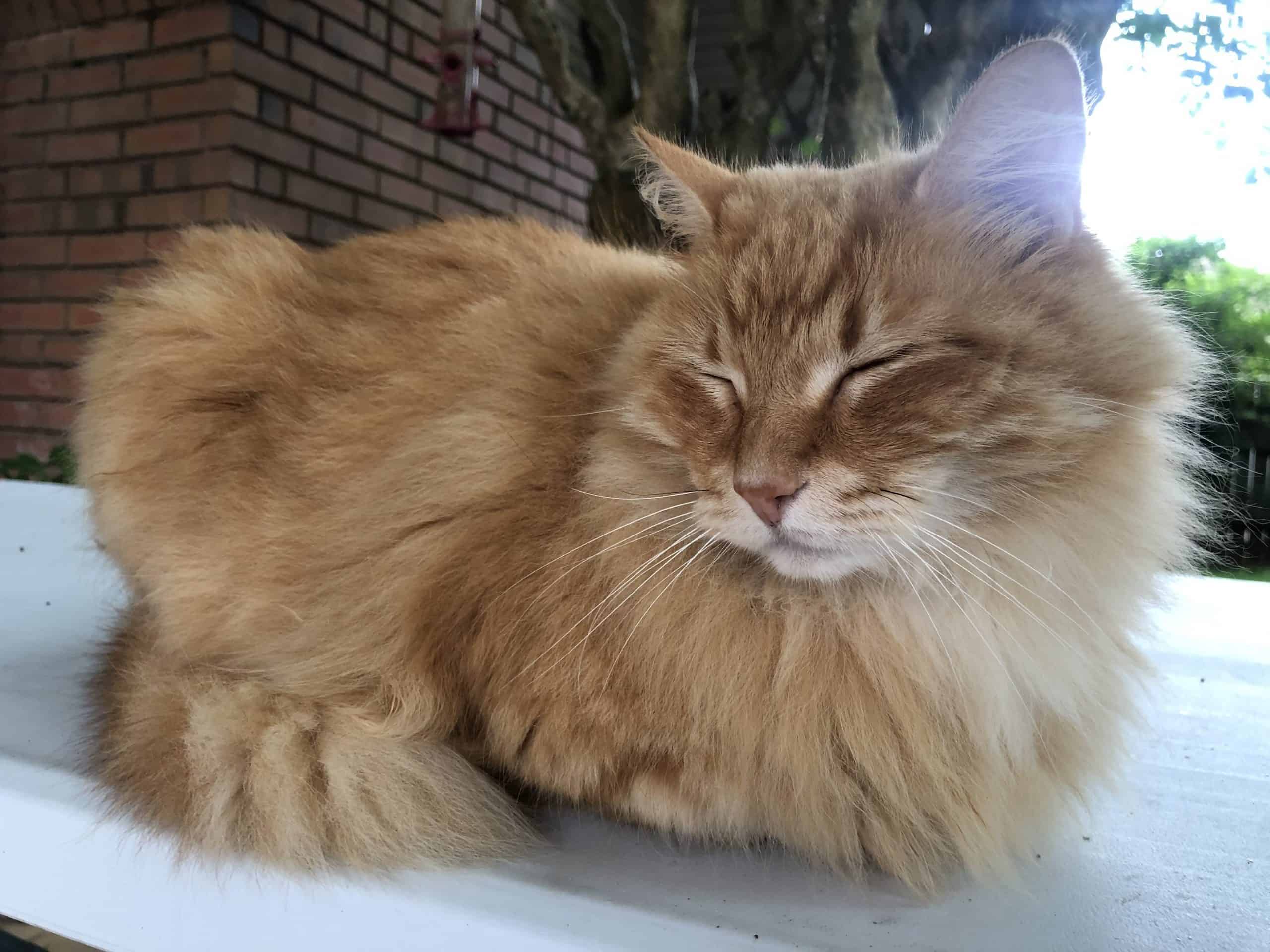 What Does It Mean When Cats Do The Bread Loaf Position?