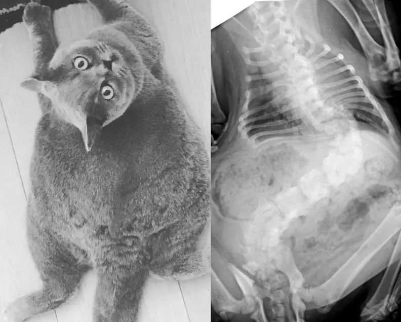 Cat With Extreme Scoliosis Gets A Second Chance At Life