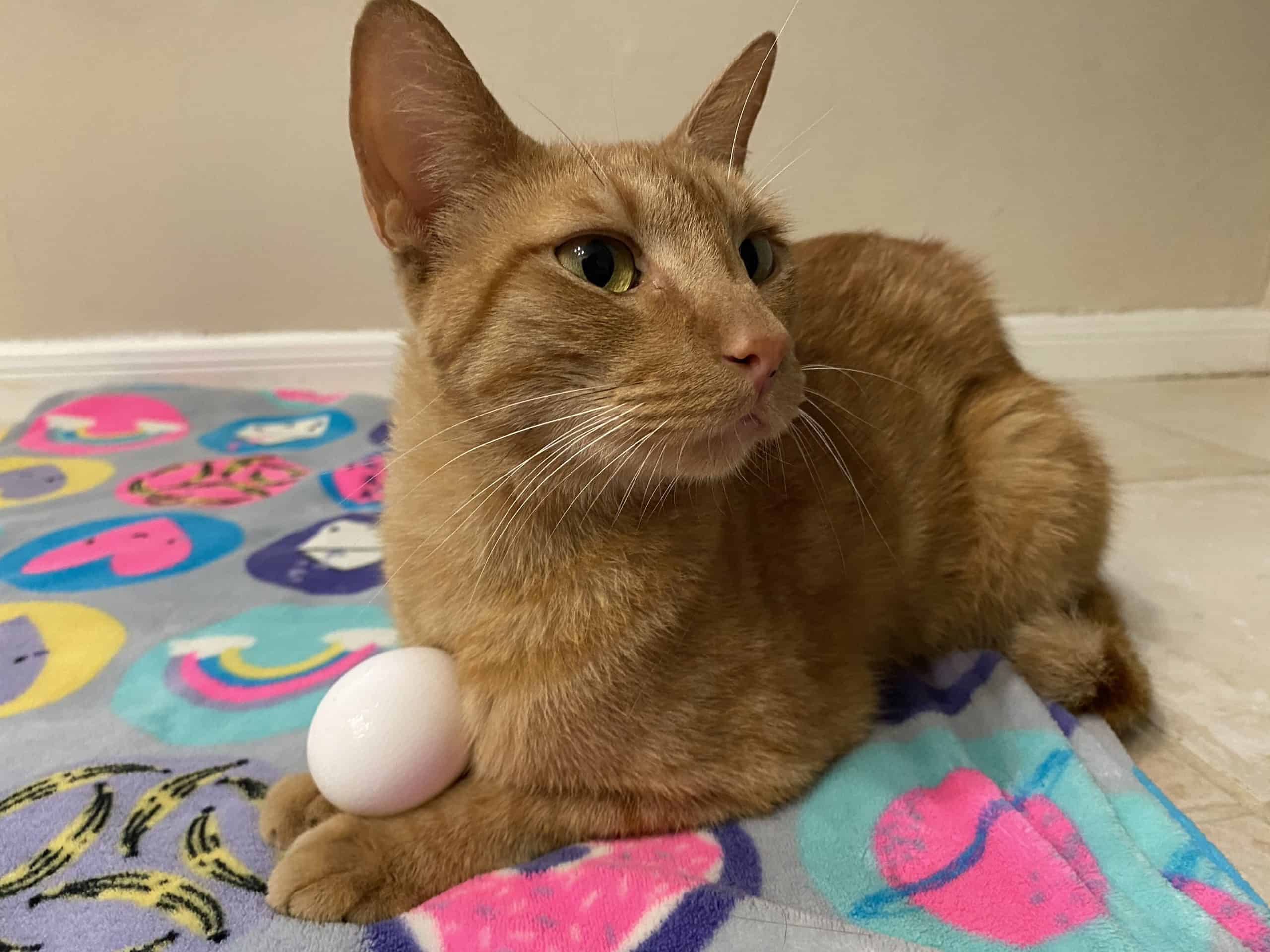 Are Cats Actually Naughty? Give Your Cat An Egg And See For Yourself