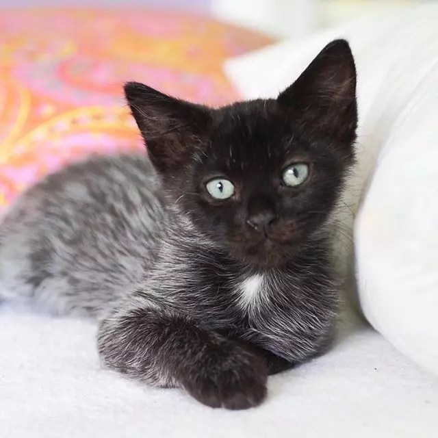 Fever Coat When Kittens Change Color Cattitude Daily