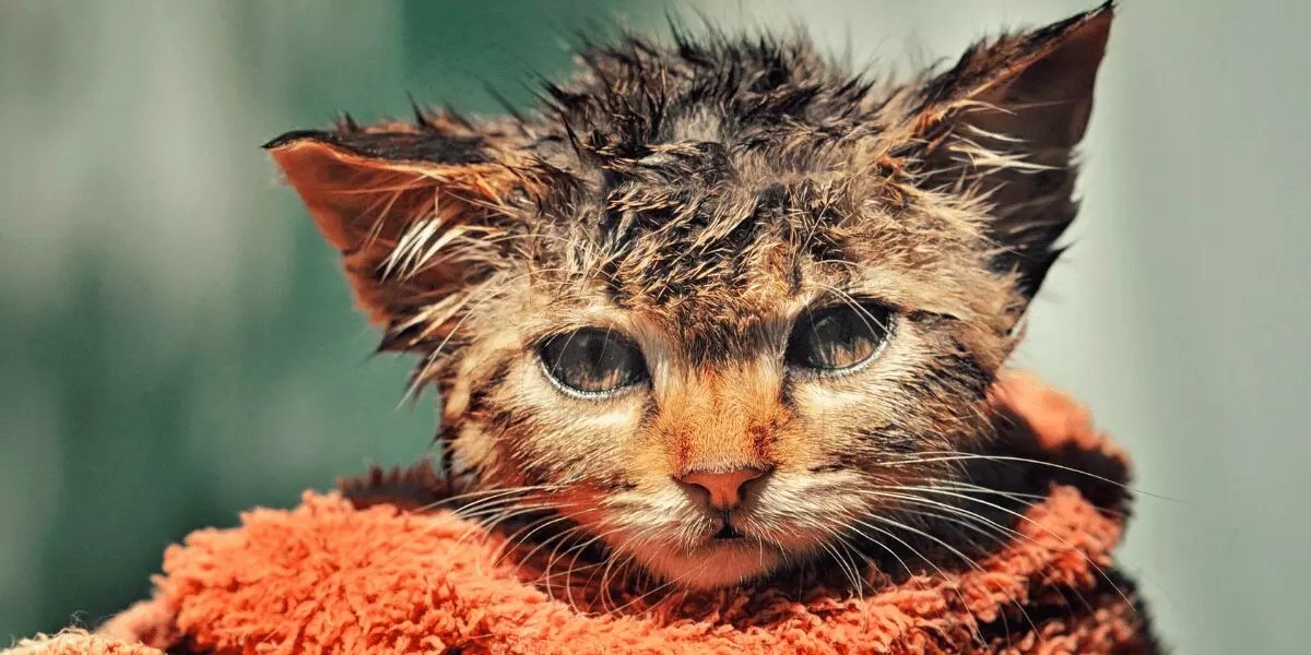 Do I Need To Bathe My Cat?