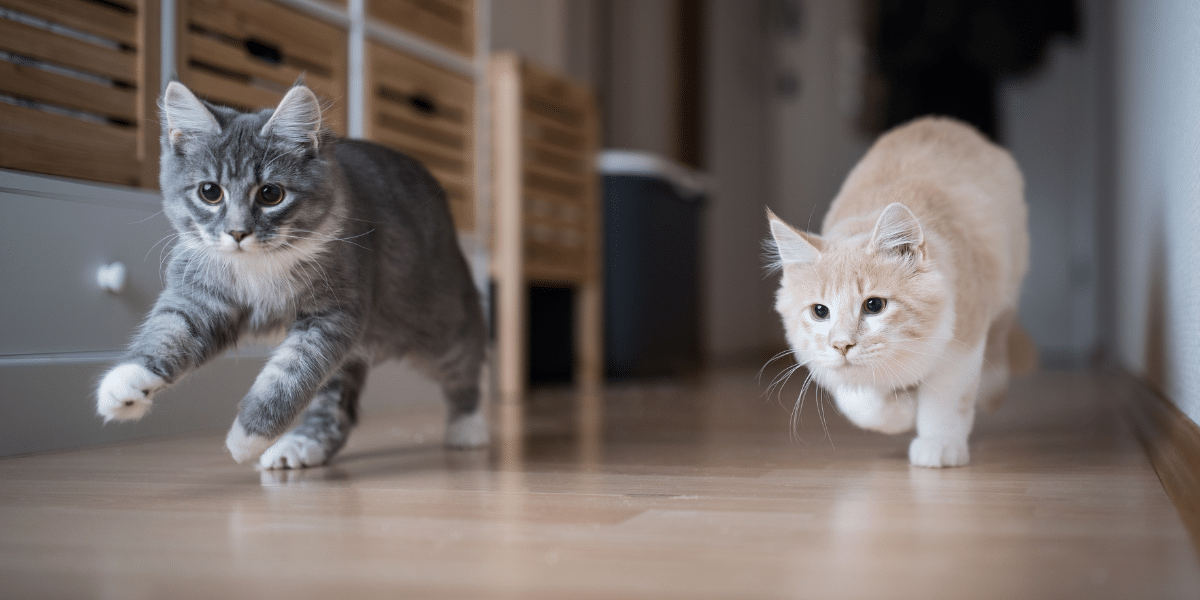 Should I Get A Second Cat?