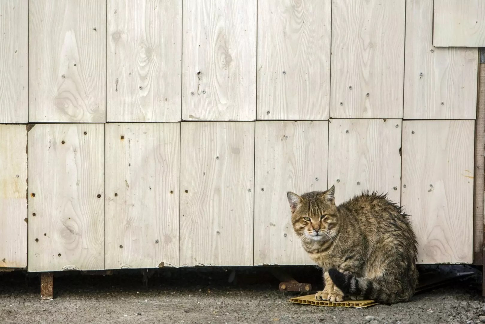 Tips To Transition An Outdoor Cat To An Indoor Cat