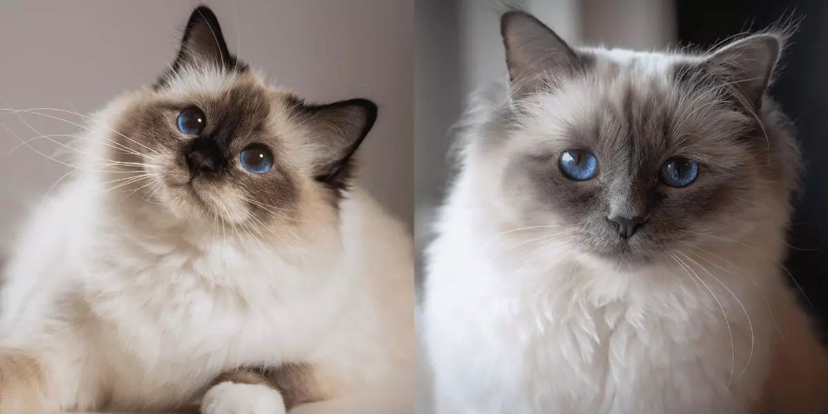 Are Birman Cats Good With Dogs