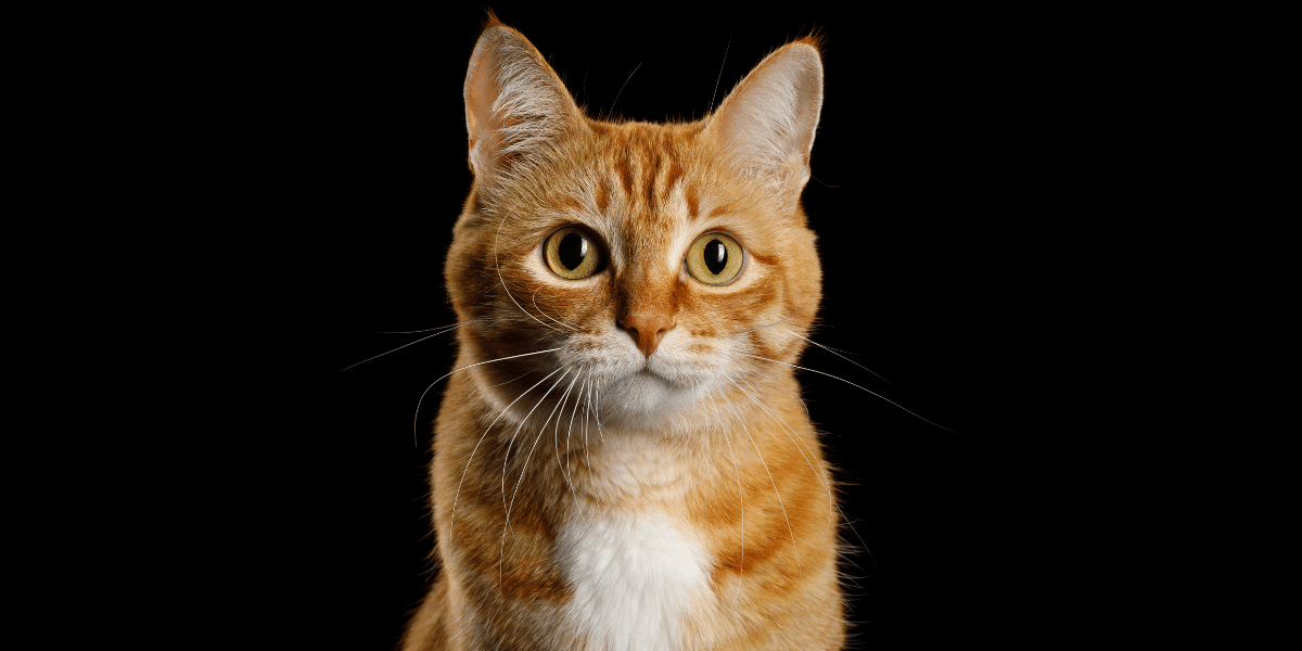 Unlike Dogs, DNA Shows Cats Domesticated Themselves