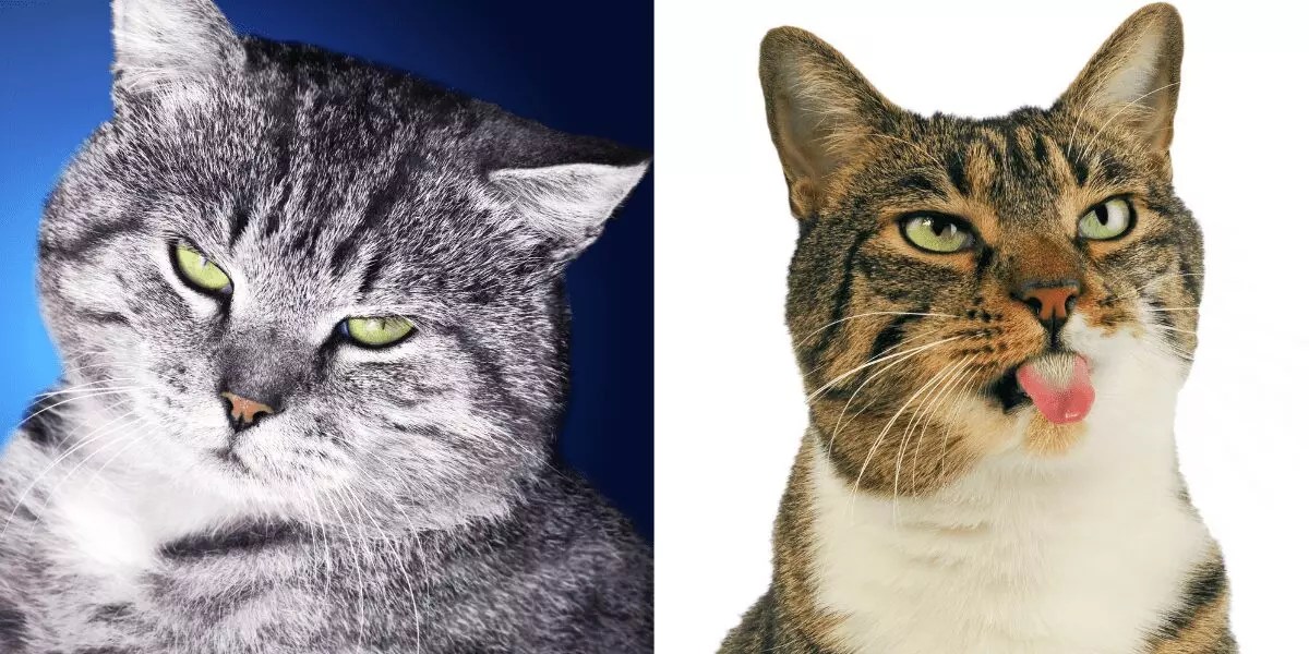 Do Cats Understand What Humans Are Saying?