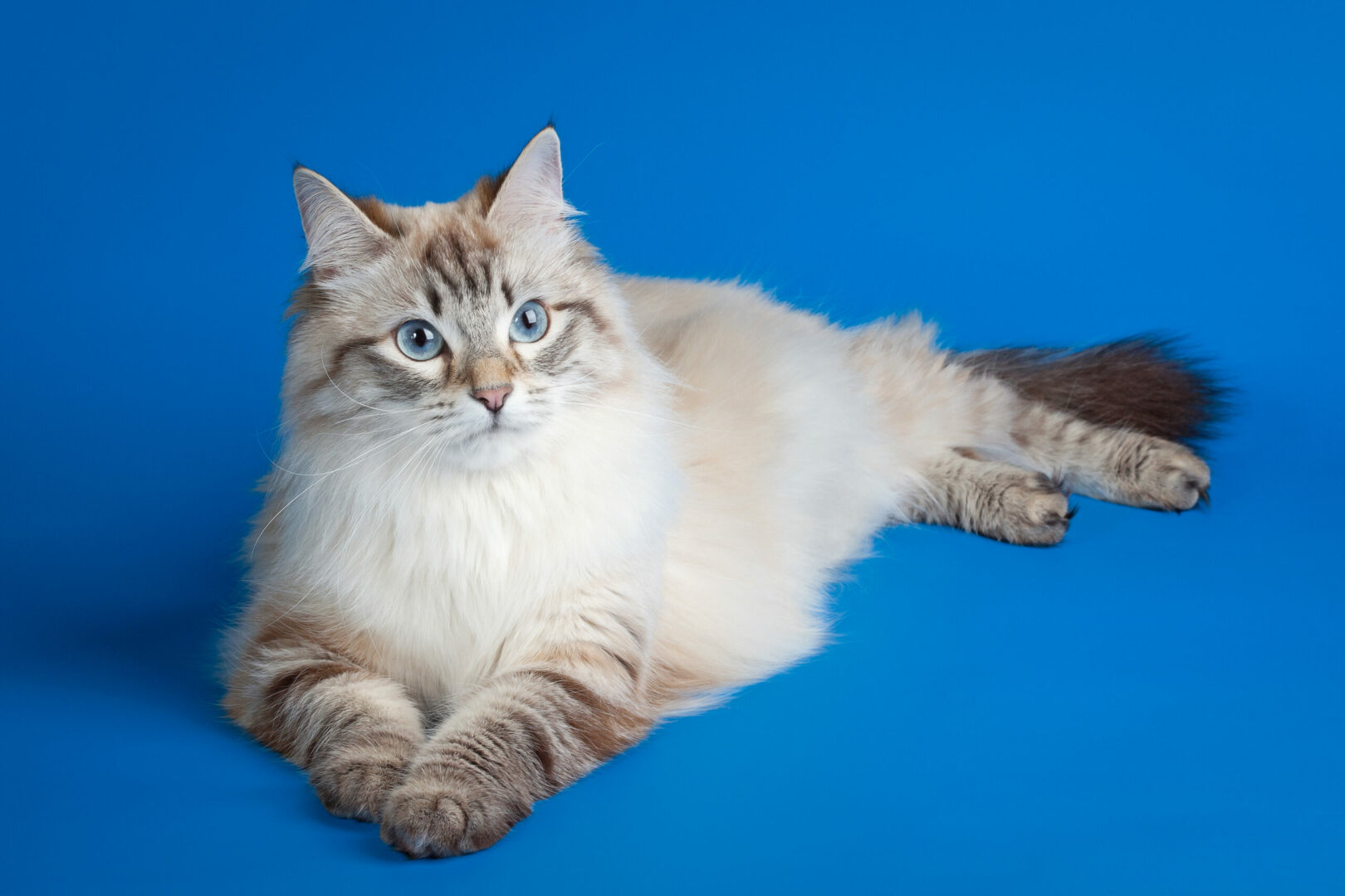 Feline 411 All About the Siberian Cat Breed