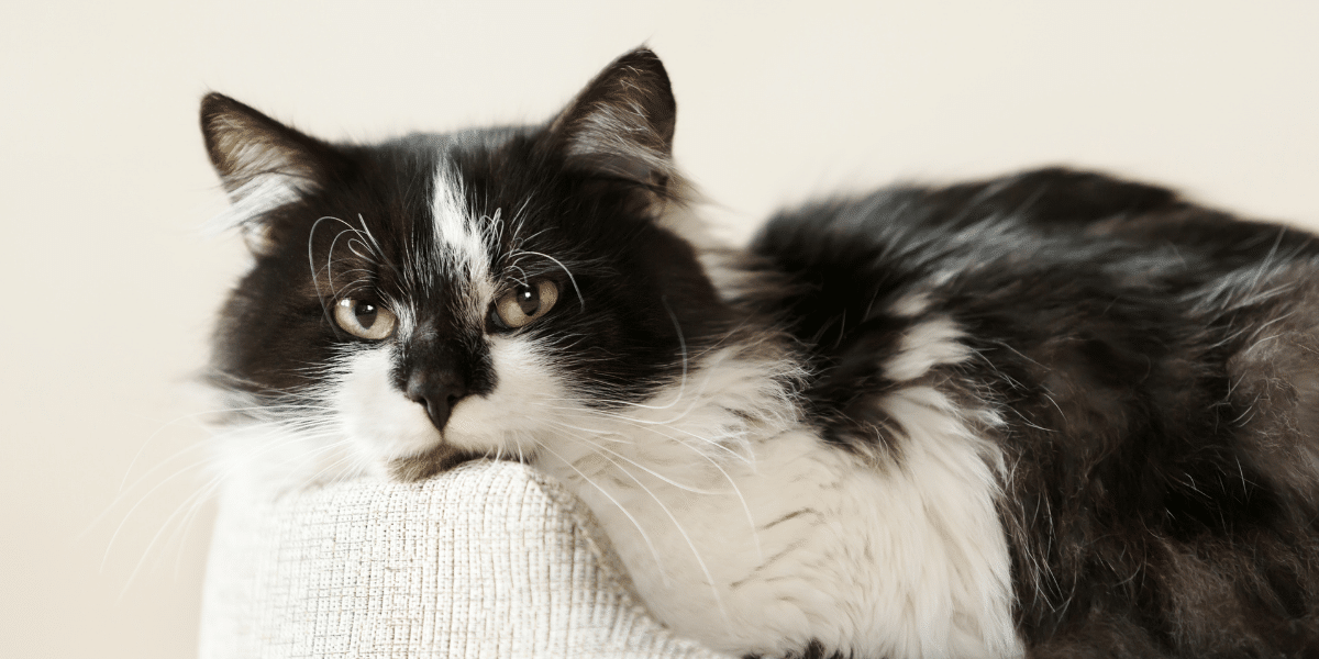 COPD Understanding Chronic Obstructive Pulmonary Disease In Cats