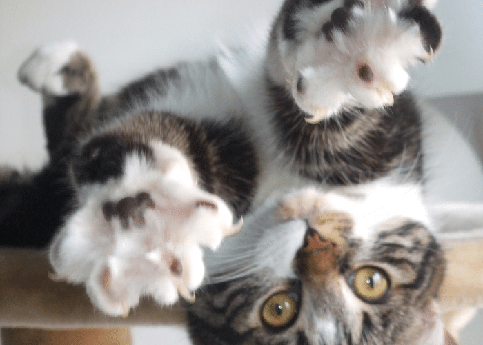 Do Cat’s Know Their Claws Hurt?