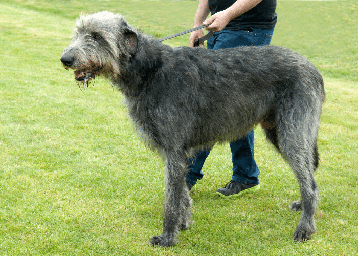 Are Irish Wolfhounds Good With Cats
