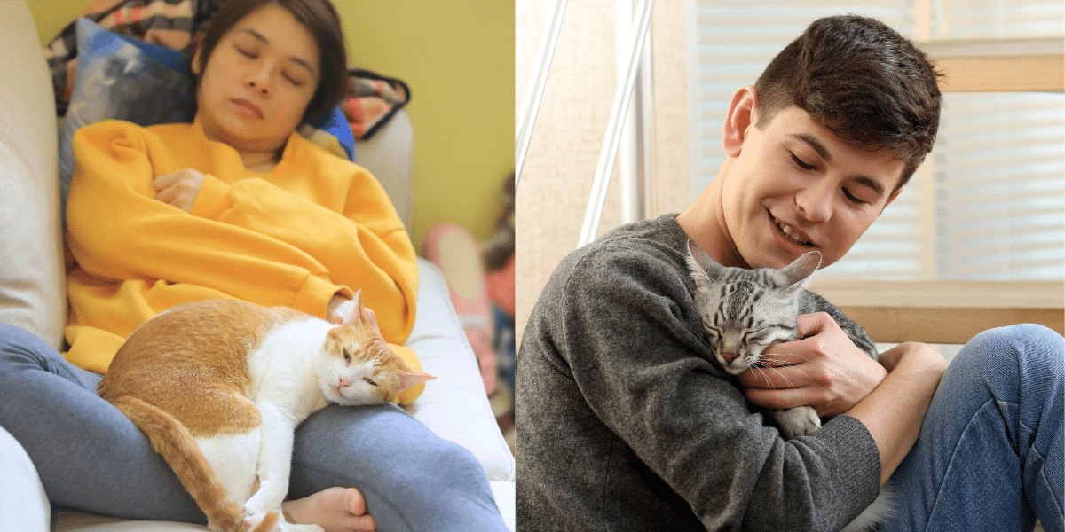 How Do Cats Sense Human Emotions?