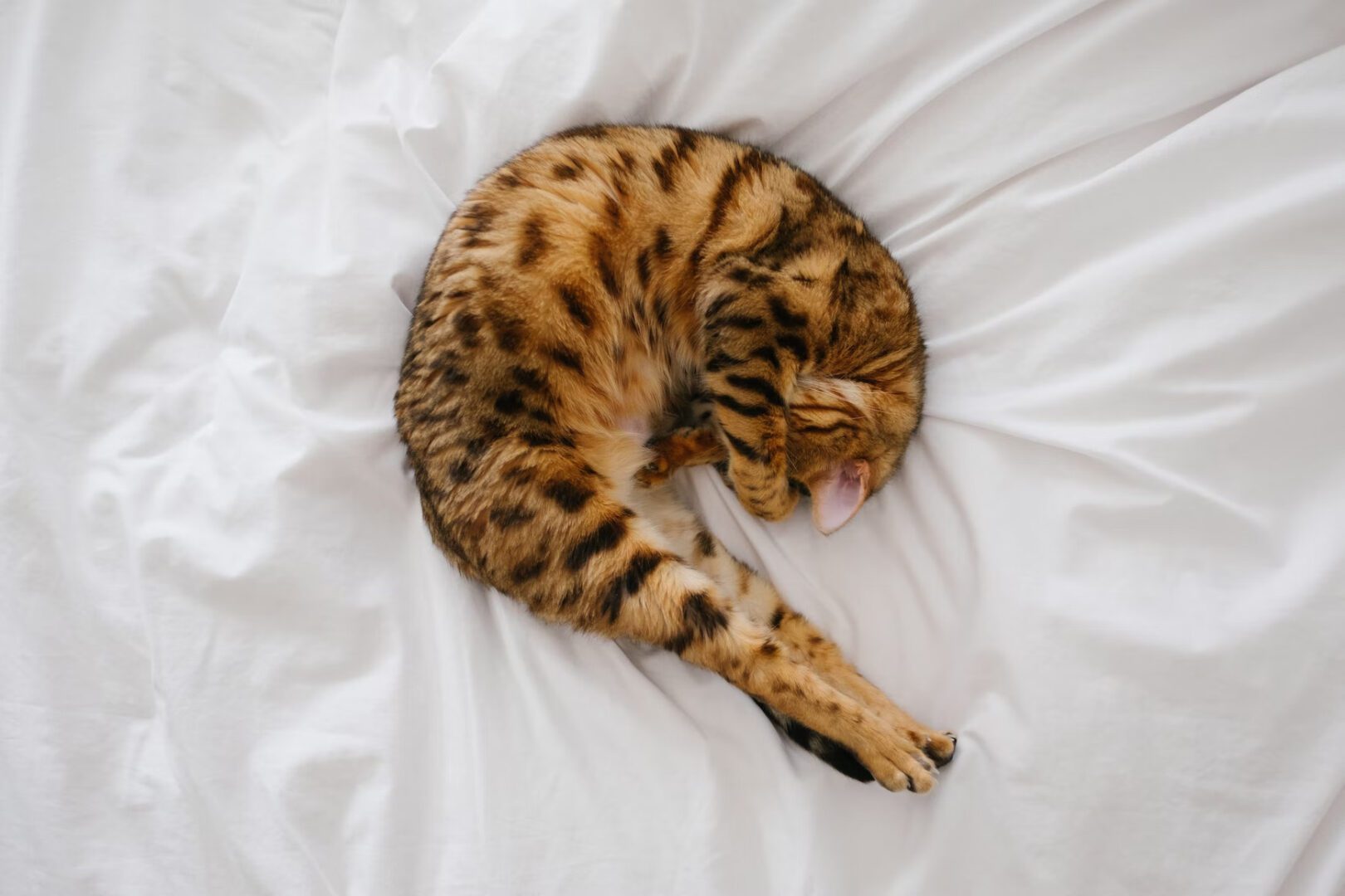 Why Do Cats Cover Their Face When They Sleep?