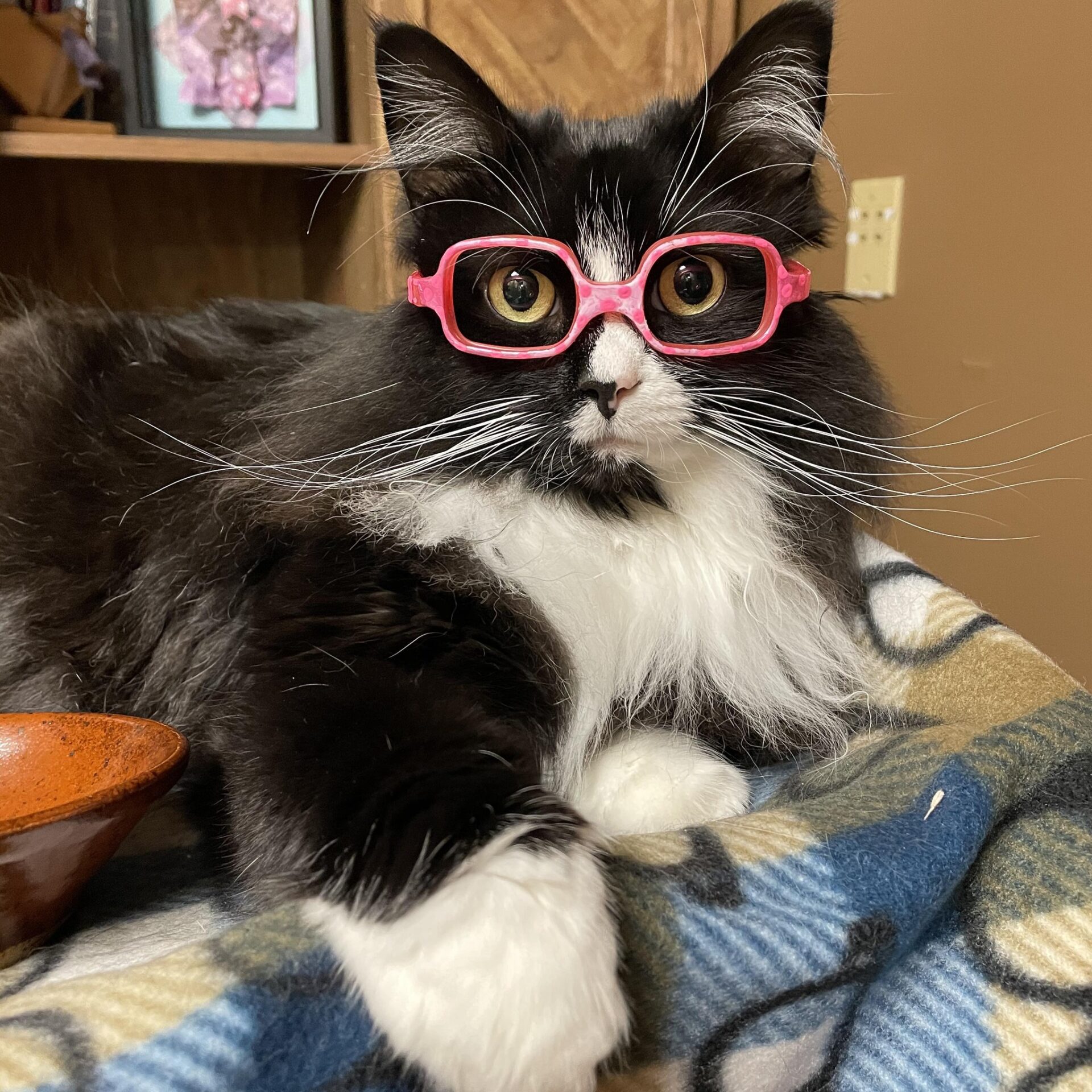 Truffles The Kitty Wears Glasses To Help Kids Feel At Ease