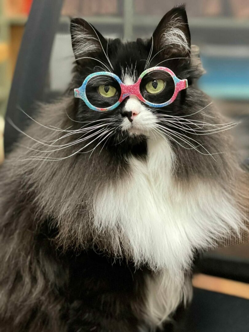 Truffles The Kitty Wears Glasses To Help Kids Feel At Ease