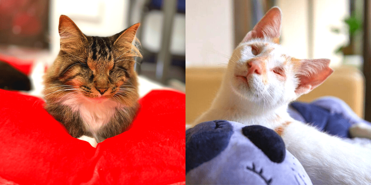 Blind Cat Rescue & Sanctuary Inspires Others To See The Beauty In Blind