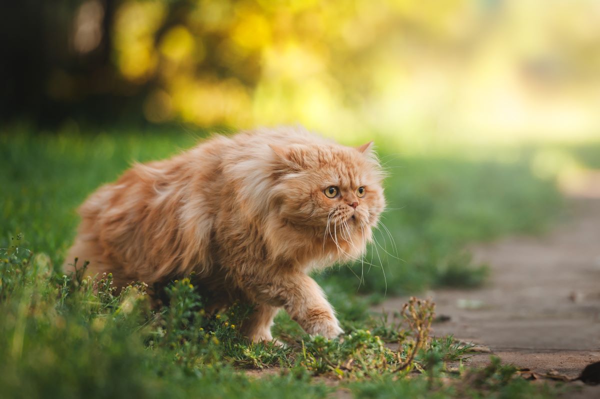 Feline Fit Healthiest Cat Breeds