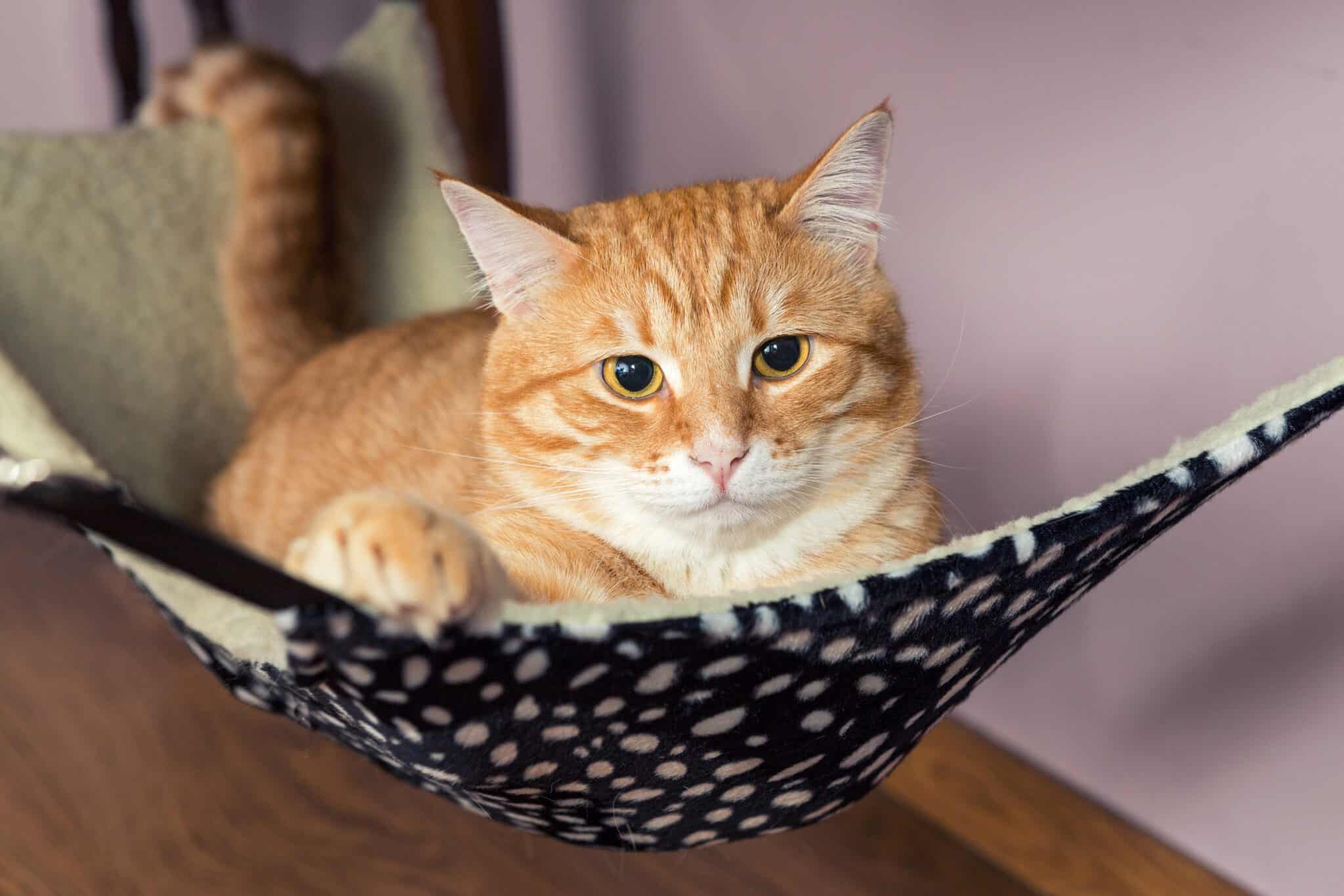 Best Cat Hammocks for Every Type of Cat Owner