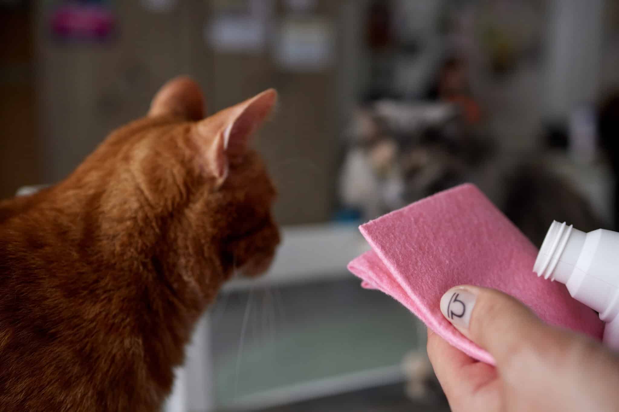 5 Cat Dandruff Shampoos for Effective Treatment