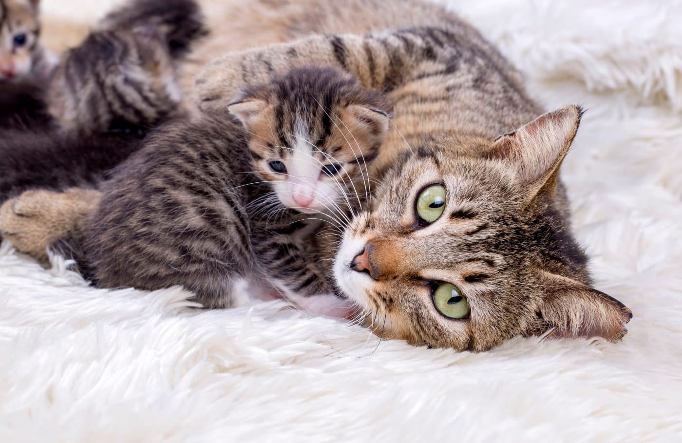 How Soon Can a Cat Get Pregnant After Having Kittens?