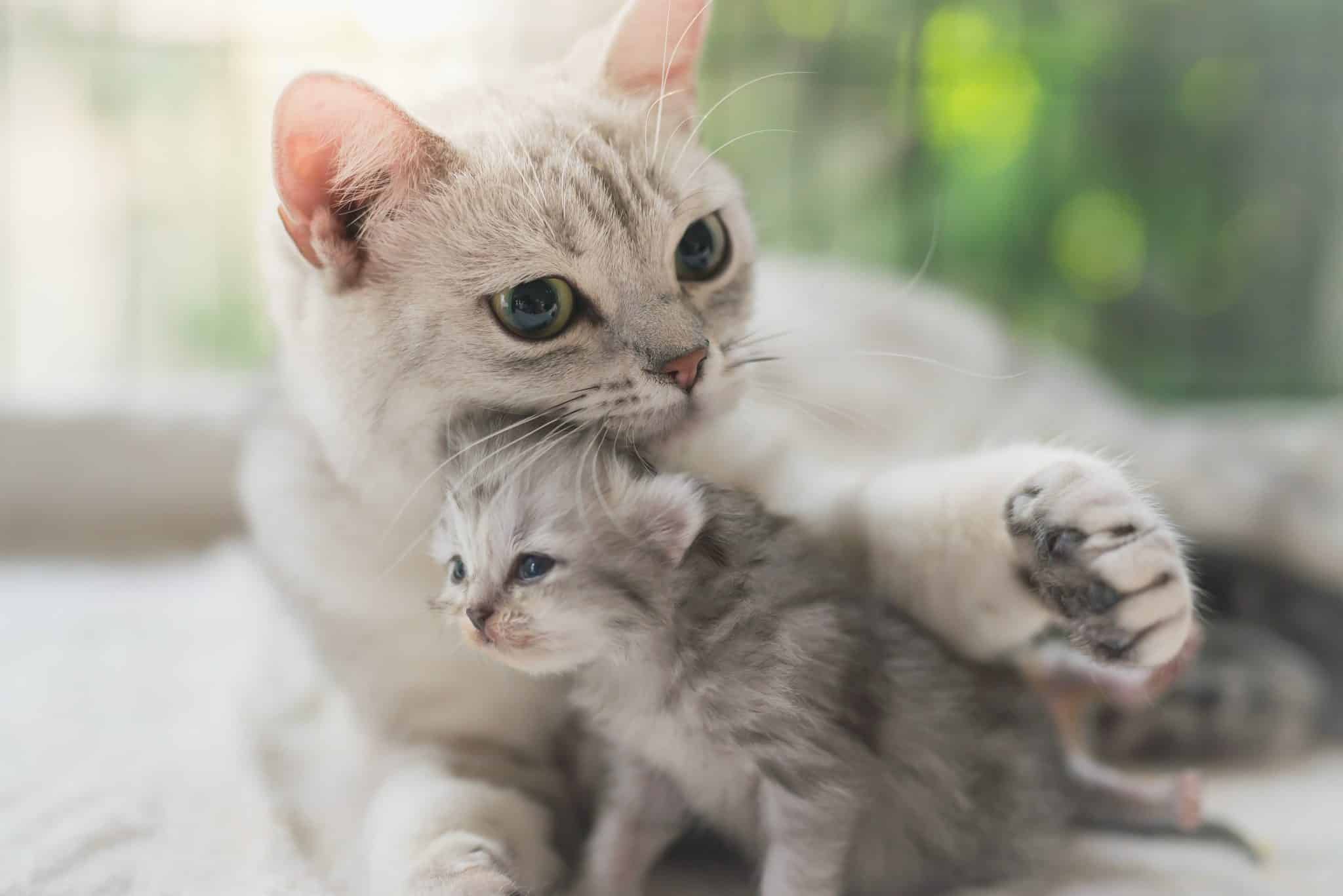 How Soon Can a Cat Get Pregnant After Having Kittens?