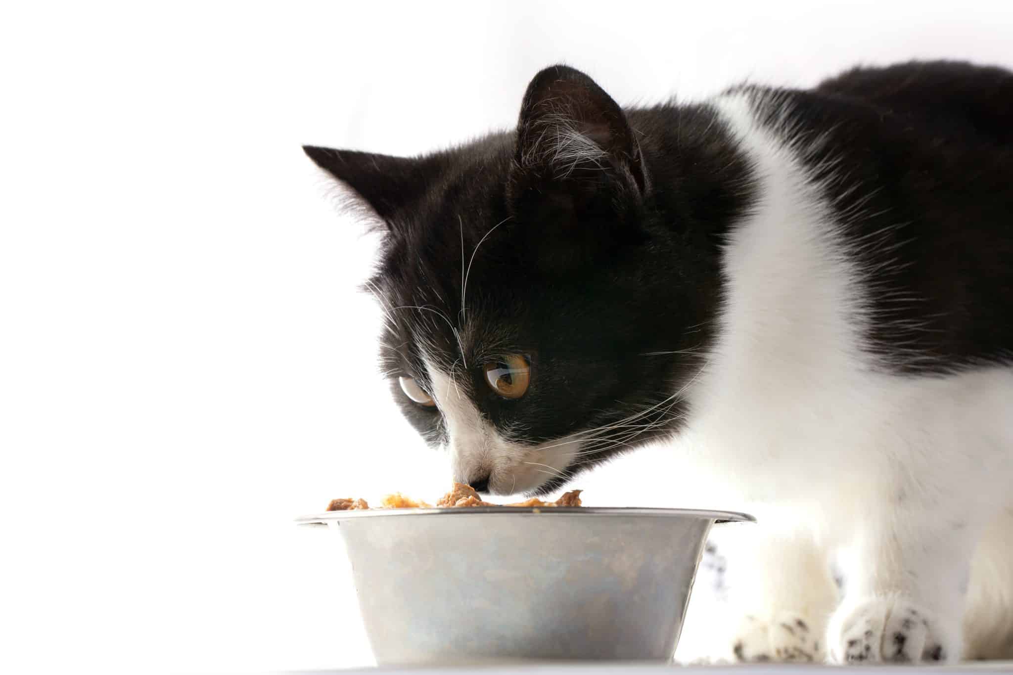 Top 10 Wet Cat Food Brands for Finicky Felines