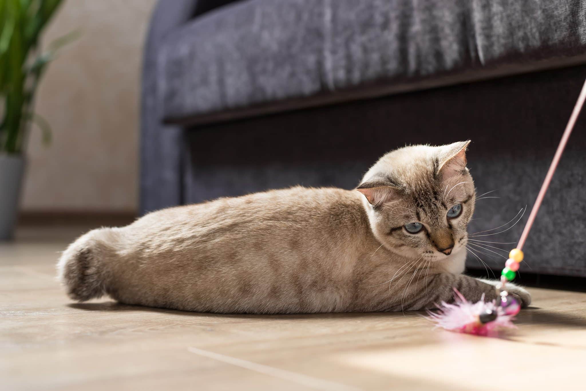 Entertain Your Feline Friend With Feather Cat Toys