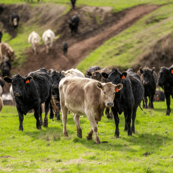 Cattle Australia progress continues, despite legal threat Cattle