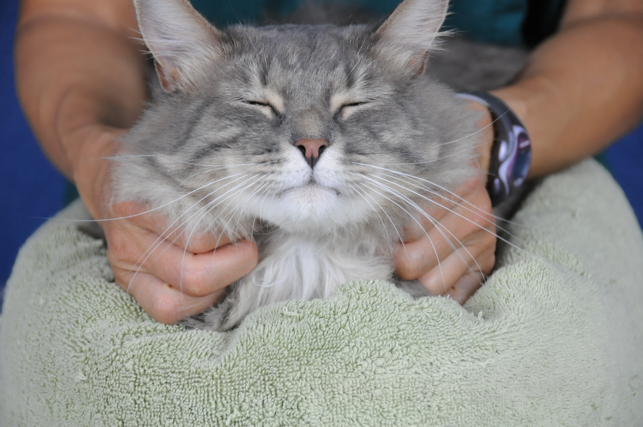 Feline Lab Towel Wrap Techniques for Handling Cats with Skill and Ease