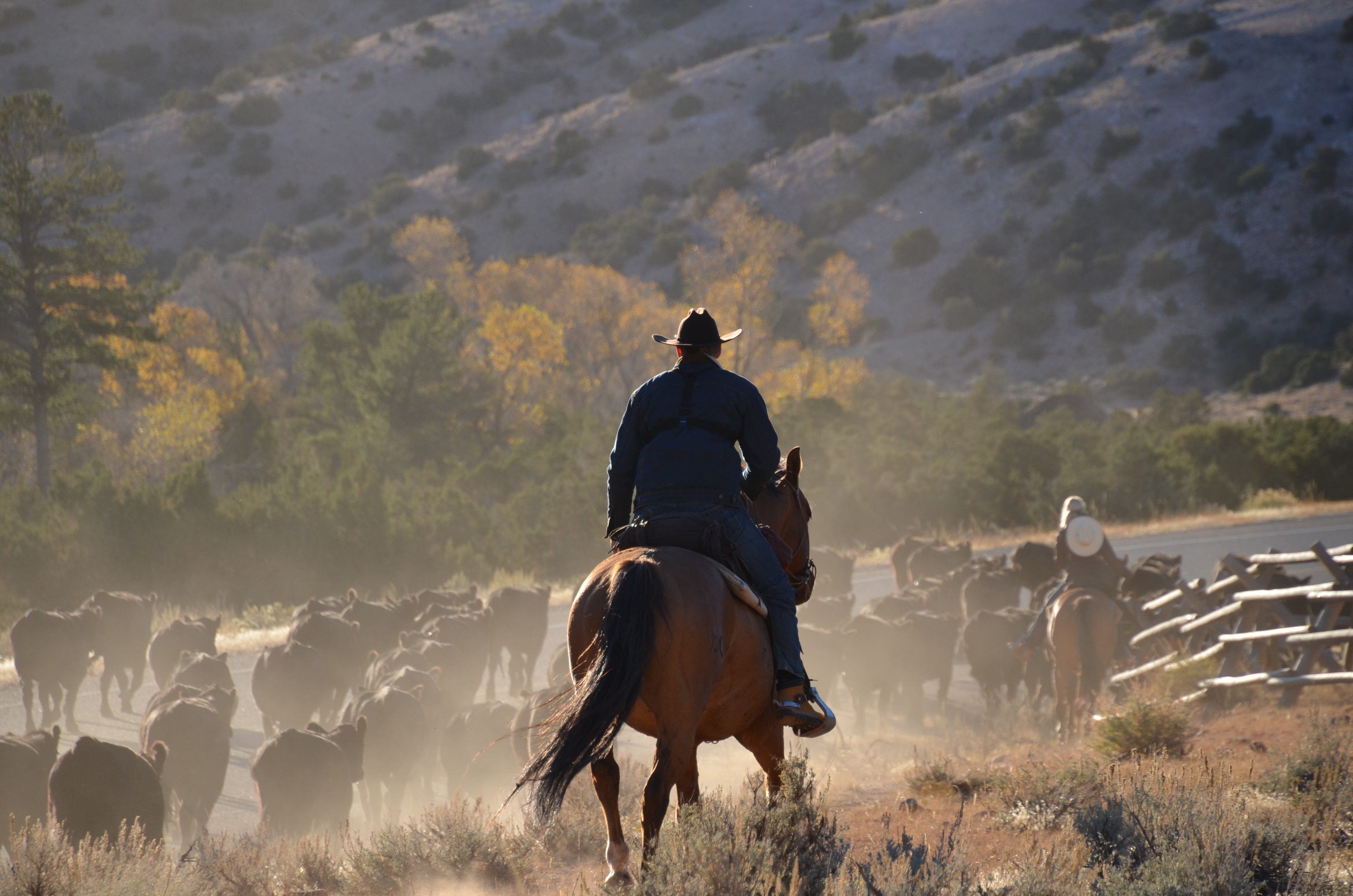 Cattle Drive Vacation Bighorn Canyon Dryhead Ranch