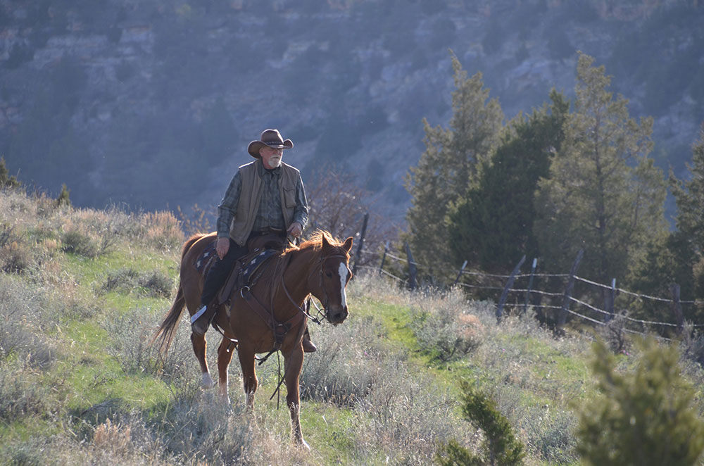 Cattle Drives in Montana Gallery Dryhead Ranch