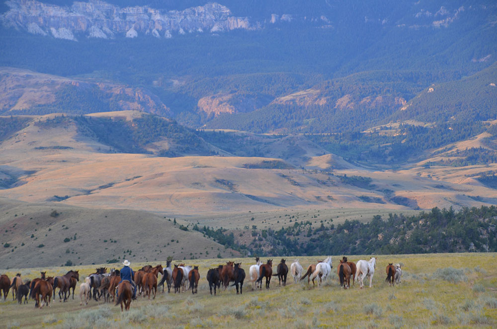 Cattle Drives in Montana Gallery Dryhead Ranch