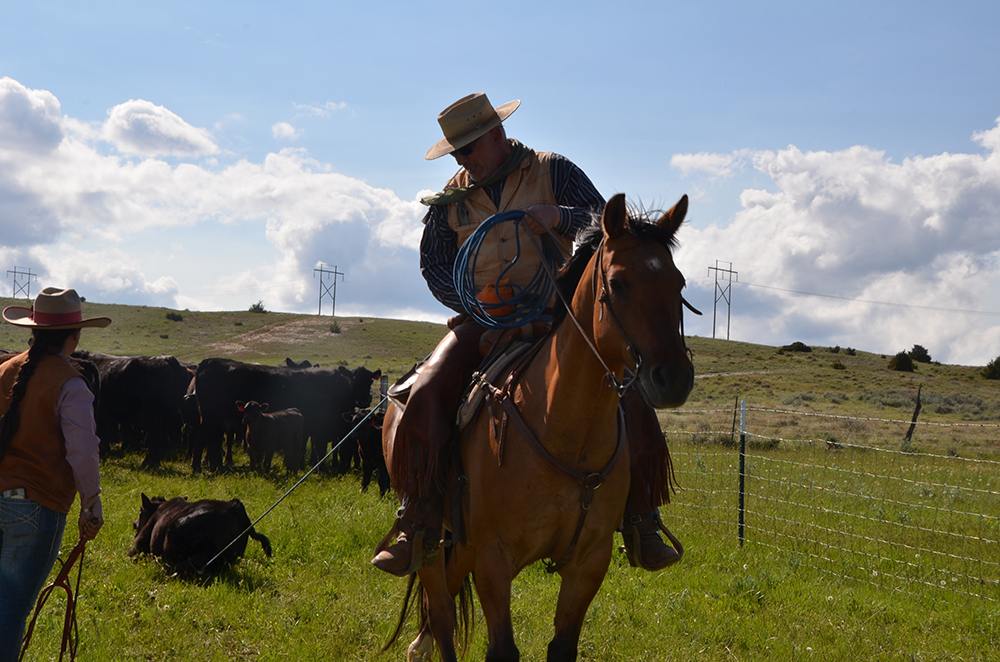Cattle Drive Vacations in Montana Dryhead Ranch