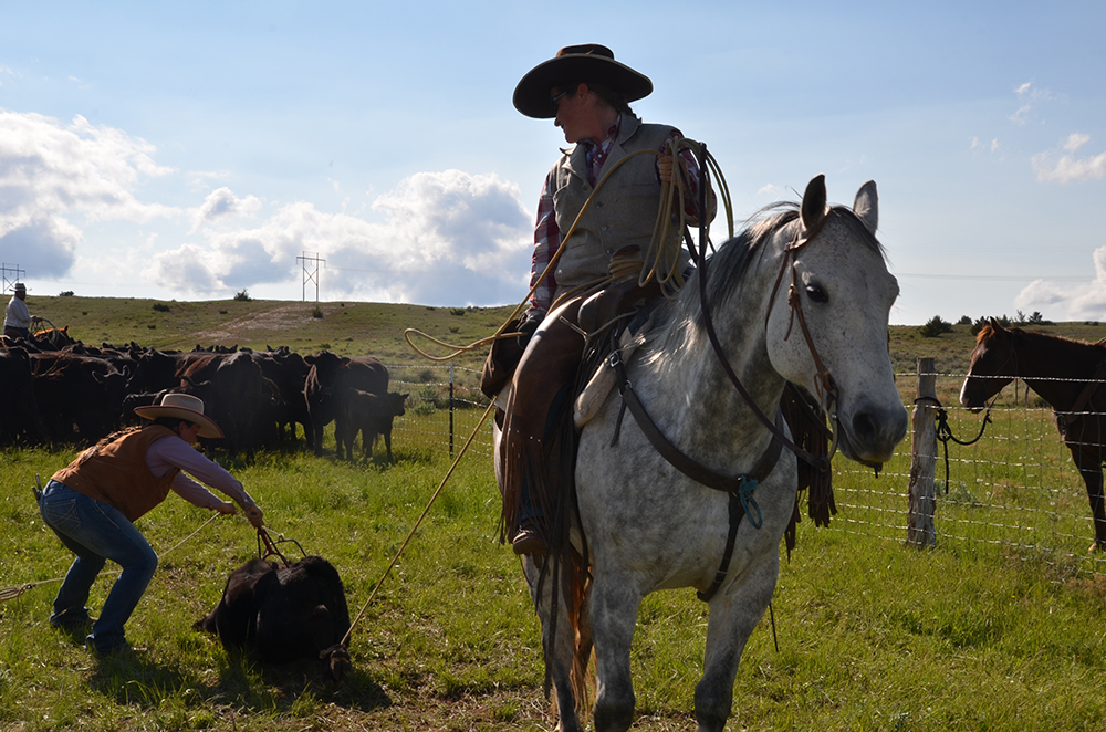 Cattle Drive Vacations in Montana Dryhead Ranch