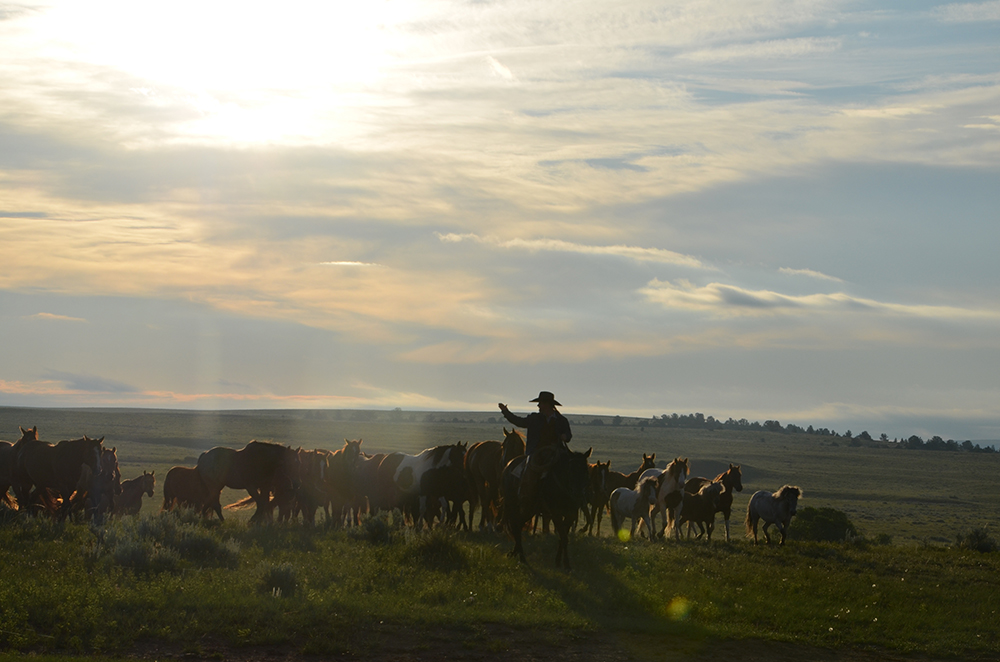 Cattle Drive Vacations in Montana Dryhead Ranch