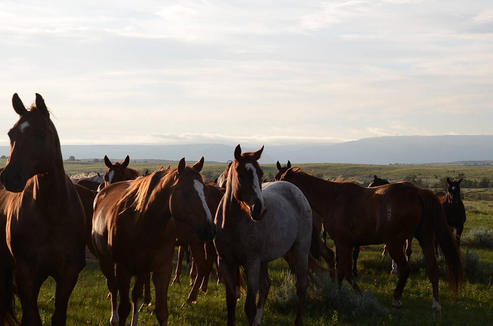 Cattle Drive Vacations in Montana Dryhead Ranch