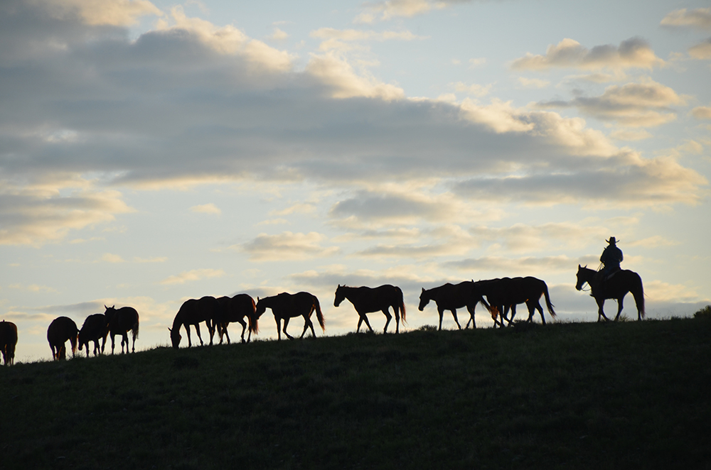 Cattle Drive Vacations in Montana Dryhead Ranch