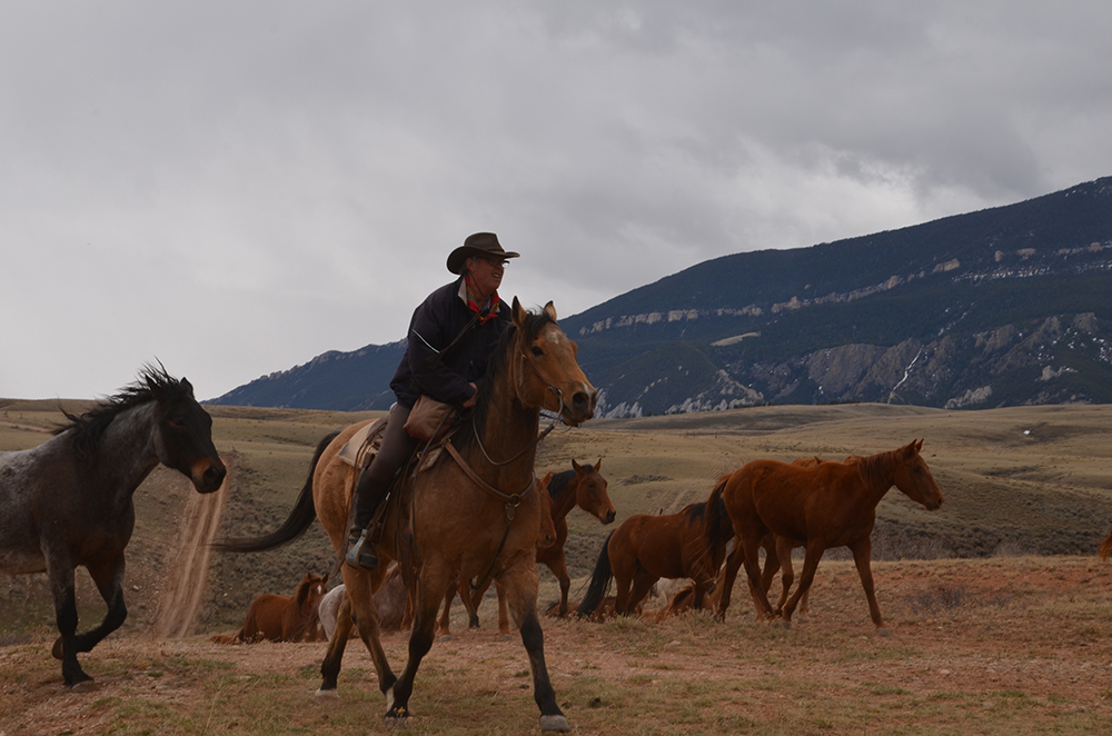 Cattle Drive Vacation Dates & Rates Dryhead Ranch