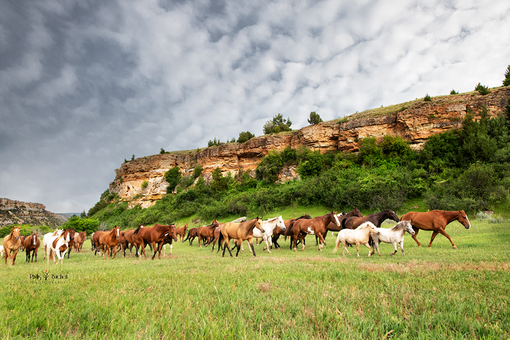 Cattle Drive Vacation Dates & Rates Dryhead Ranch