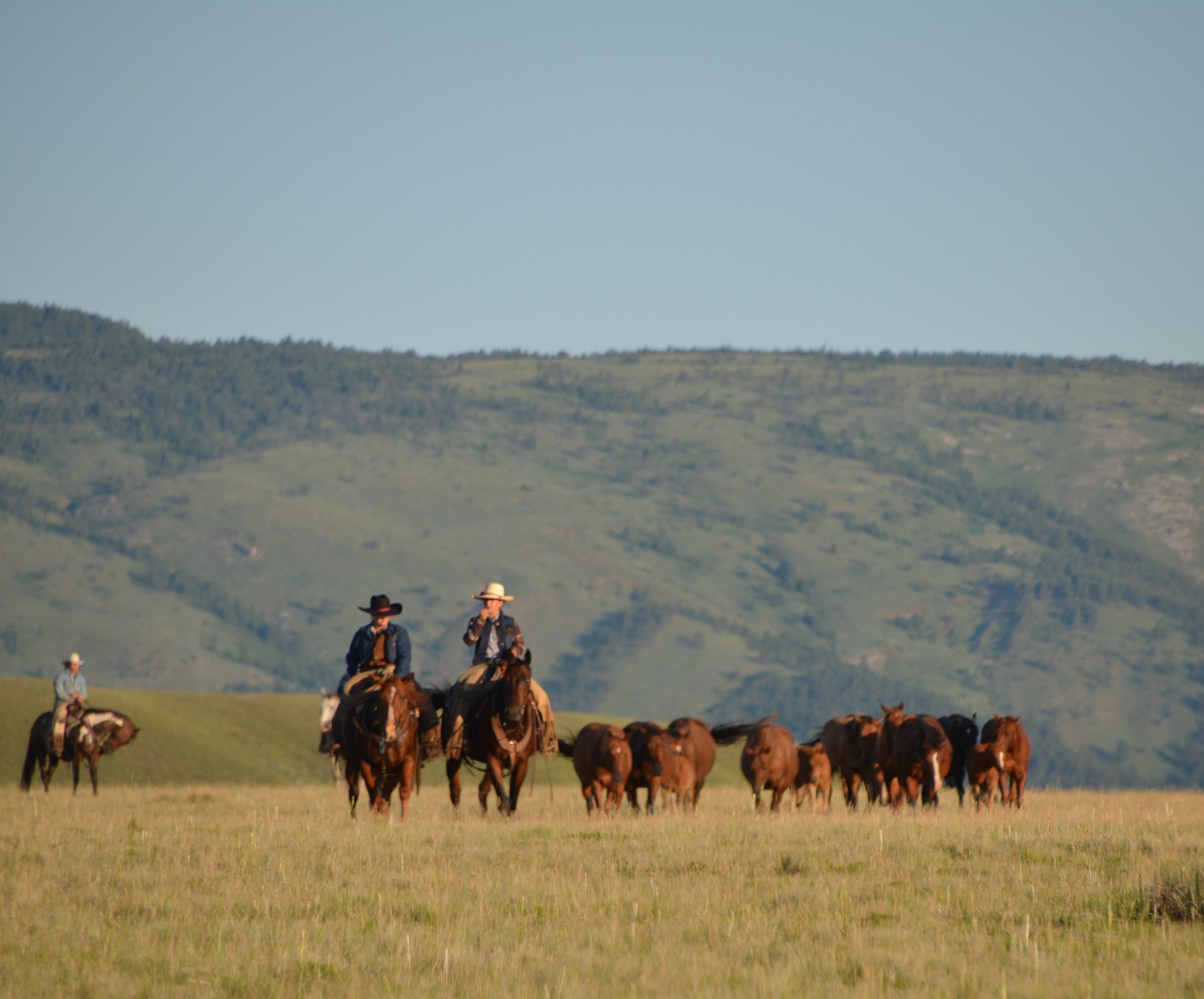 Cattle Drive Vacation Schedule 2021 Dryhead Ranch