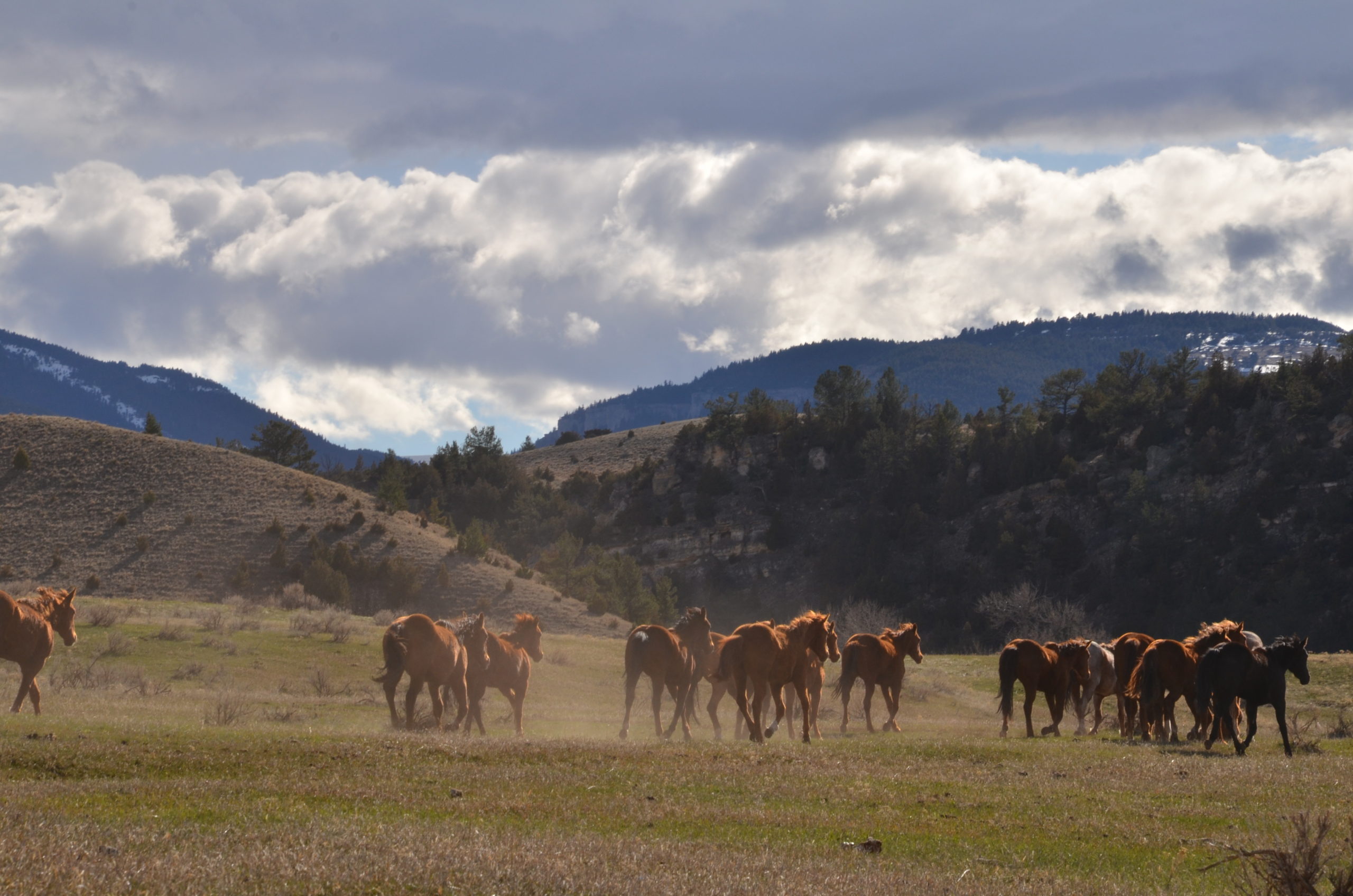 Cattle Drives in Montana Gallery Dryhead Ranch