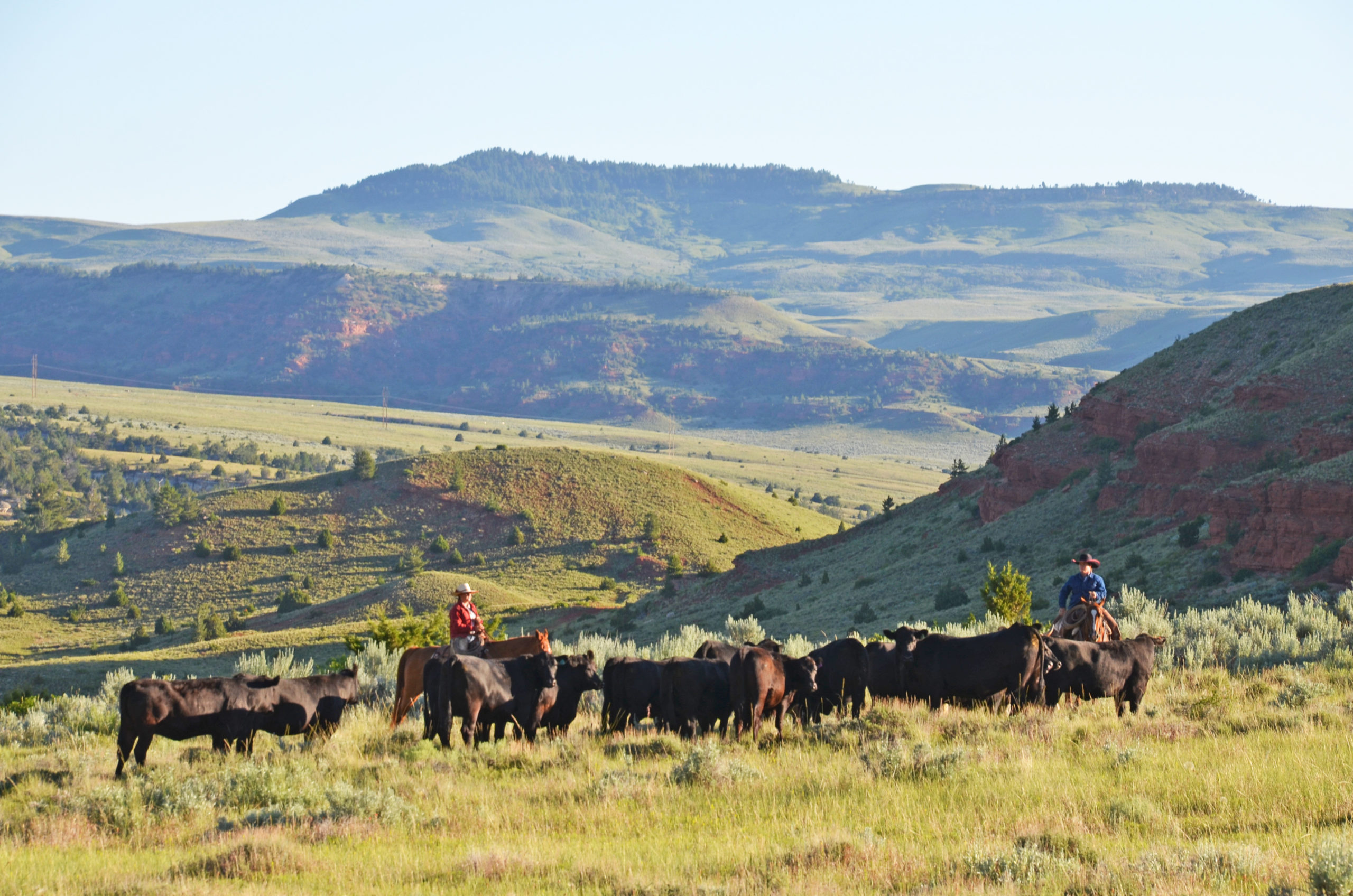 Cattle Drive Vacations and Holidays Dryhead Ranch