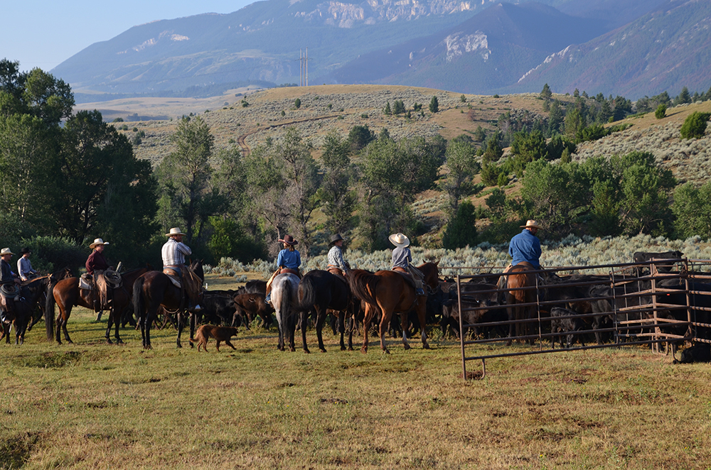 Cattle Drive Vacations and Holidays Dryhead Ranch