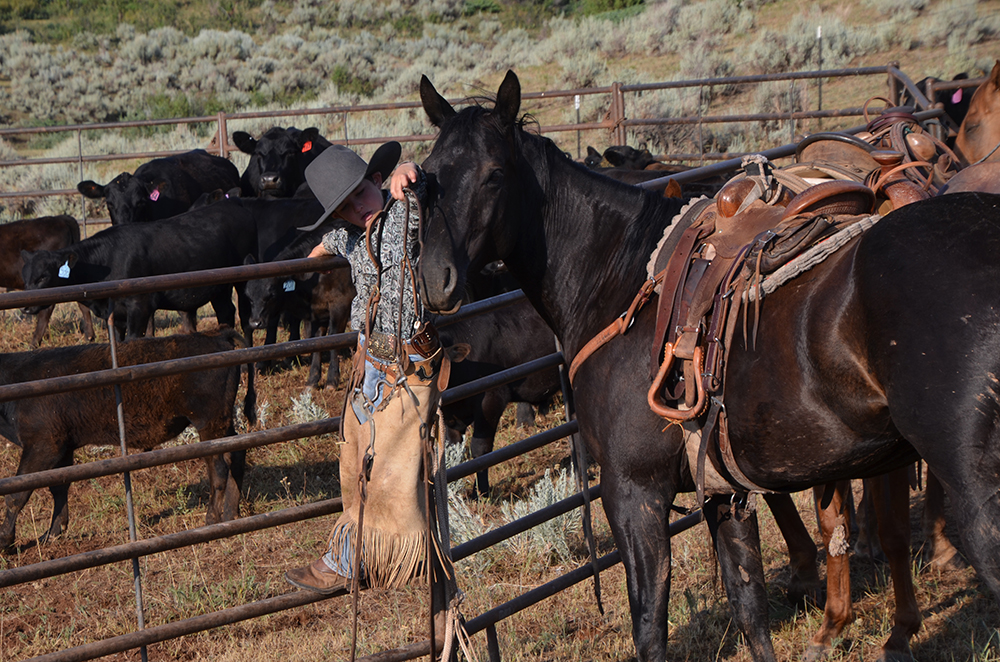 Cattle Drive Vacations in Montana Dryhead Ranch